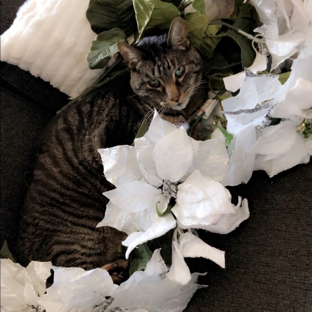 Meet your Posher, Sam